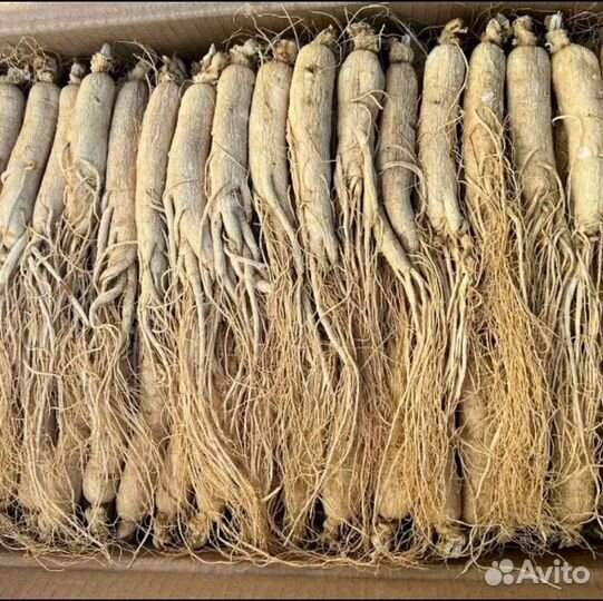 Корень женьшеня