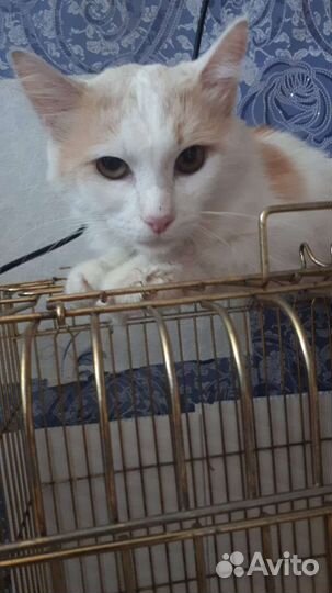 Котик молодой