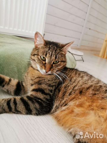 Кошка в дар бесплатно