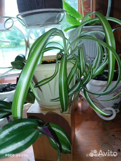 Комнатные цветы в горшках