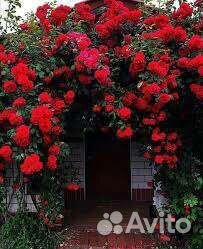 Роза плетистая Месье Дельбар