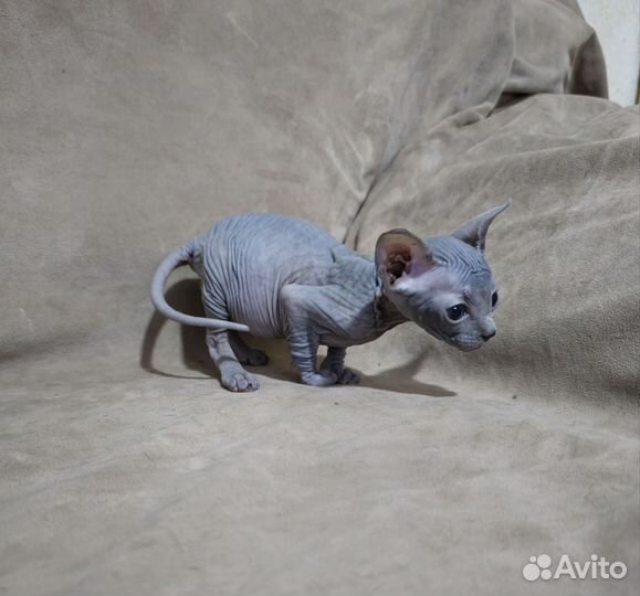 Канадский сфинкс