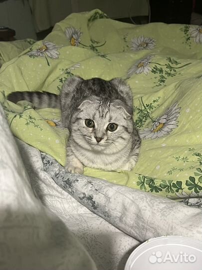 Отдам в добрые руки