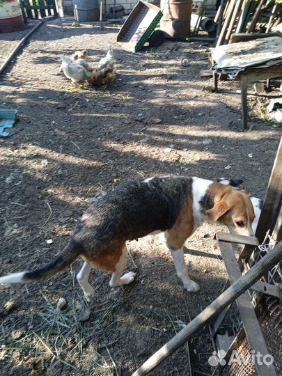 Щенки в добрые руки,остались 2 сучки