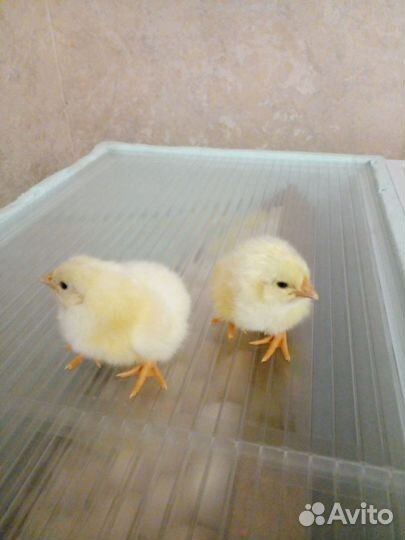 Цыплята породы Адлерская серебристая