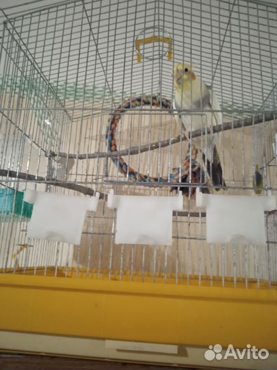 Попугай корелла мальчик