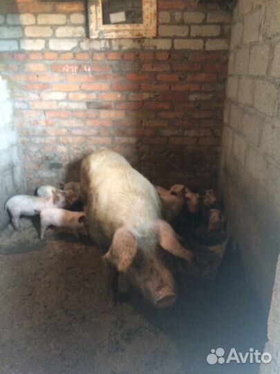 Поросята Ландрас