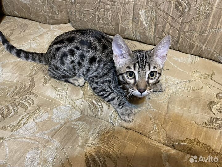 Бенгальский котенок