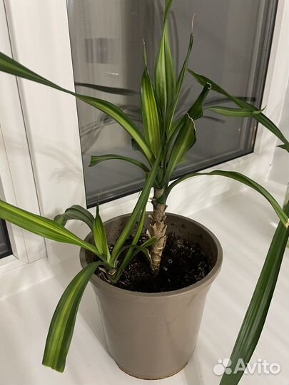 Пальма драцена