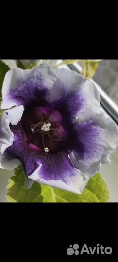 Глоксиния укорененный лист