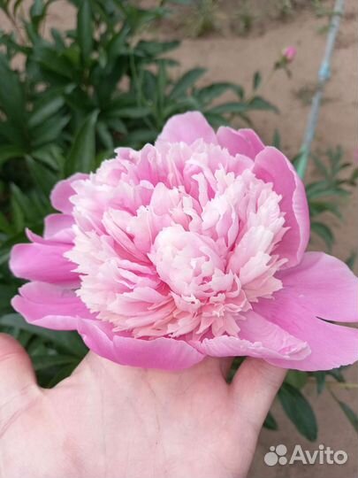 Пионы саженцы