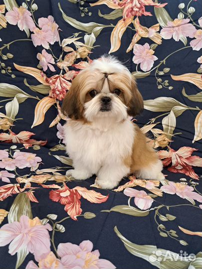 Девчушки ши-тцу