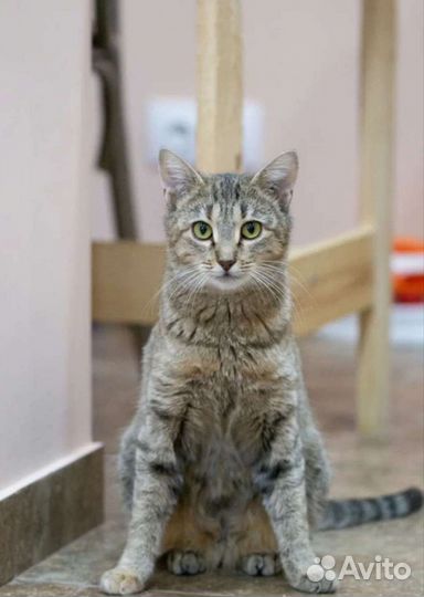 Полосатка Алисента в добрые руки