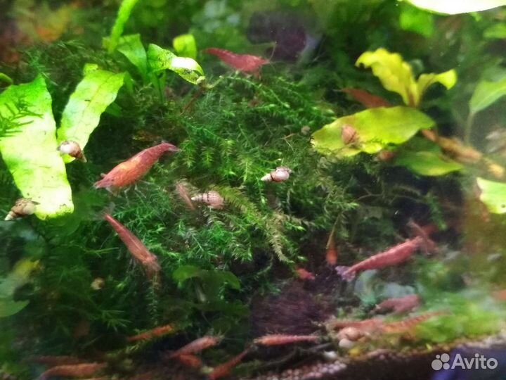 Аквариумные растения