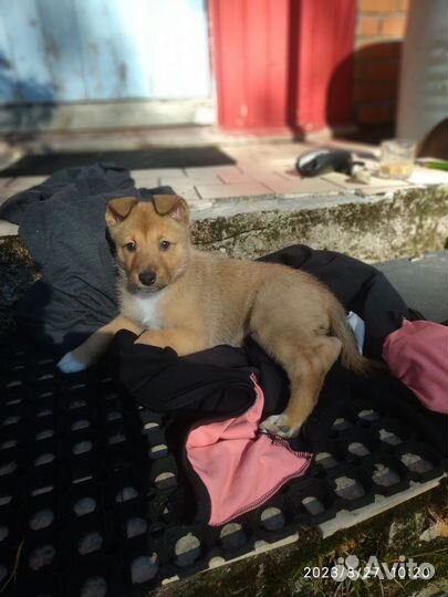 Собака в добрые руки щенок