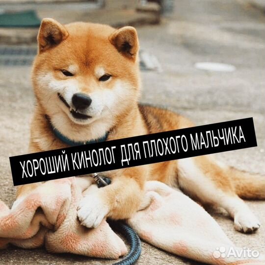 Кинолог: дрессировка, воспитание и коррекция