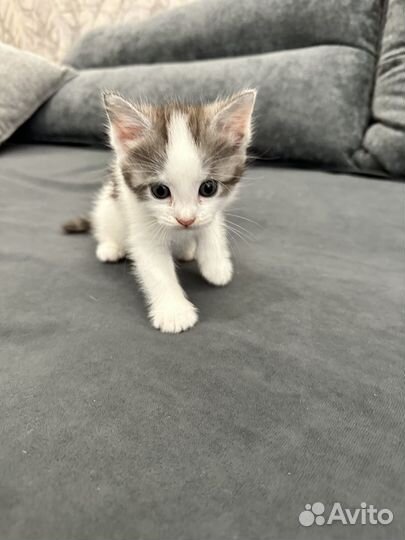 Котенок мальчик