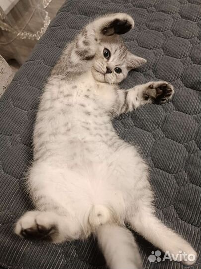 Британские кот