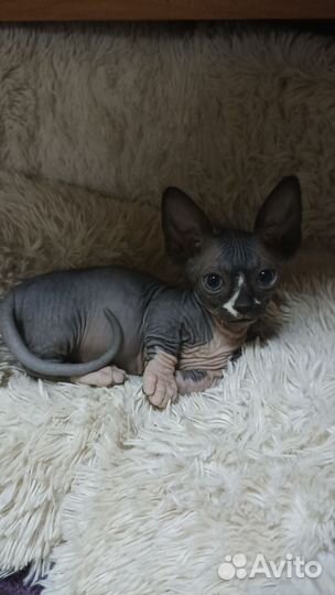 Канадский сфинкс