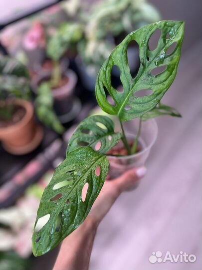 Монстера манки маск, адансона