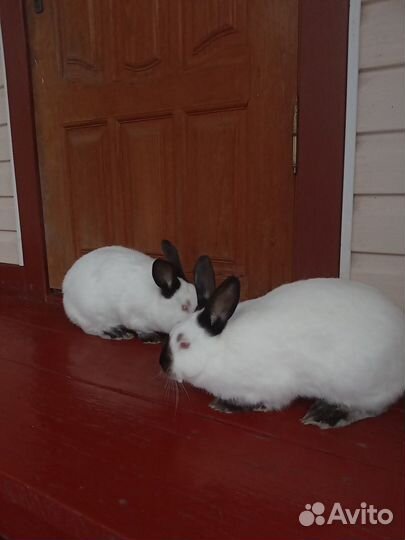 Калифорнийские кролики племенные