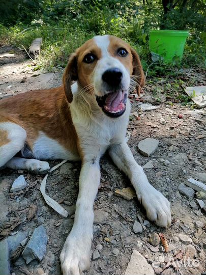 Помесь охотничьих собак. Щенки