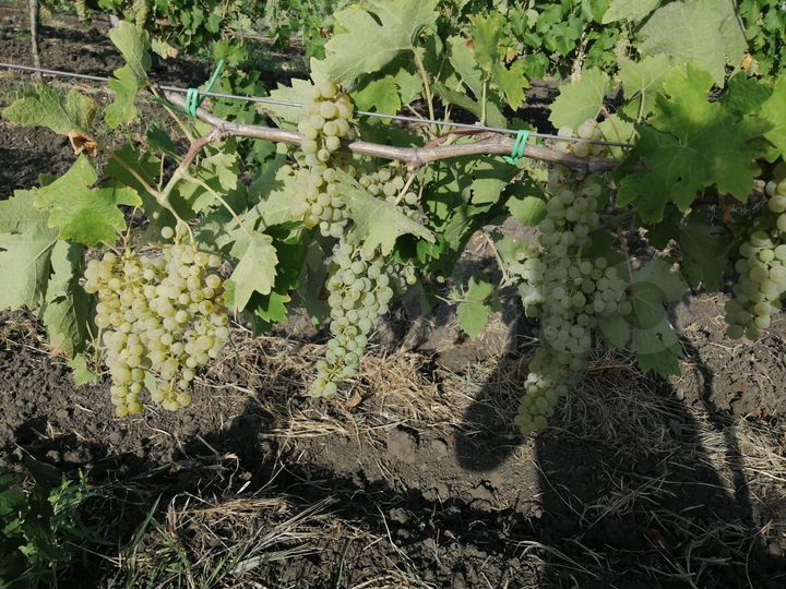 Участок 4 га (СНТ, ДНП)