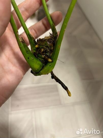 Антуриум Шерцера