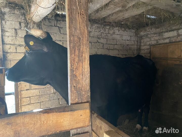Корова дойная