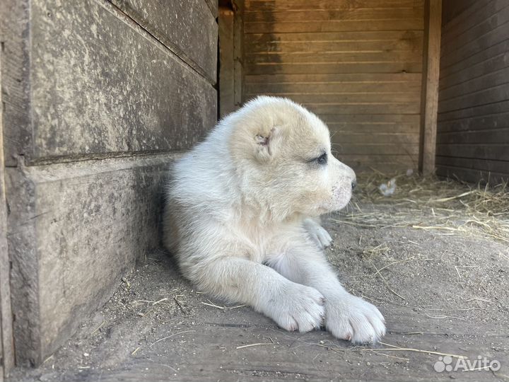 Среднеазиатская овчарка