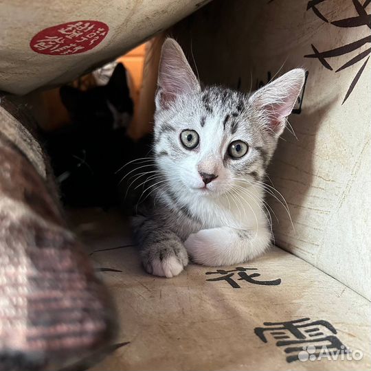 Котята 3 месяца