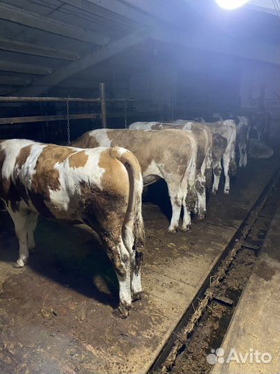 Быки на племя. Австрийский симменталь