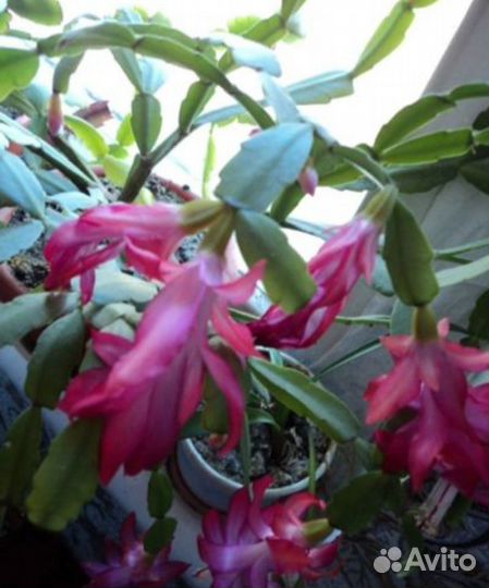 Декабрист шлюмбергера малиновый