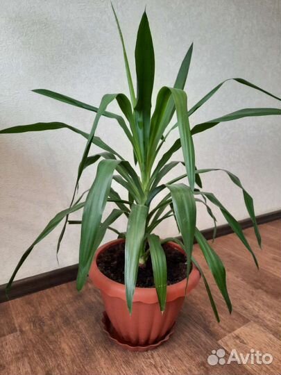 Пальма пандаус