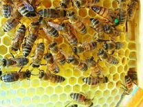 Пчеломатки бакфаст ф1 плодные