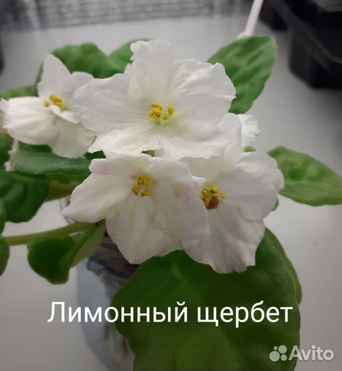 Сортовые фиалки цветущие