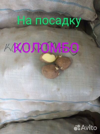 Картофель на посадку