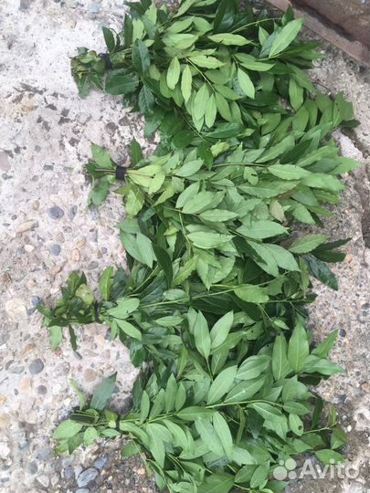 Лавровый лист