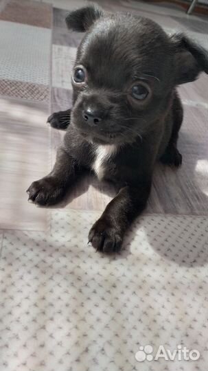 Щенки чихуахуа мини