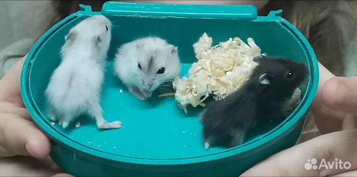 Джунгарский хомяк