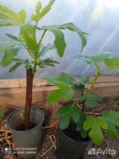 Саженцы инжира