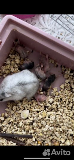 Джунгарский хомяк бесплатно