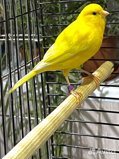 Продаются канарейки