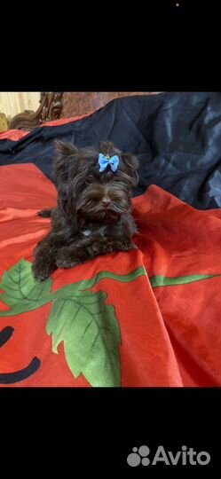 Бивер, шоколад