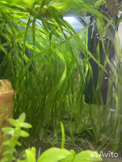 Валиснерия