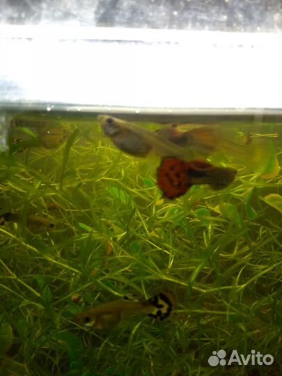Рыбки гуппи