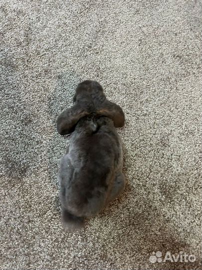 Кролик с клеткой