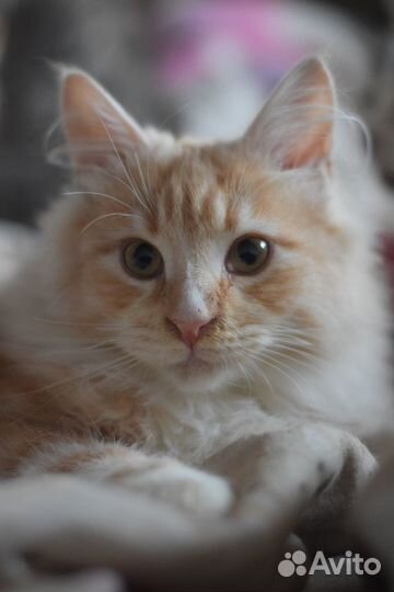 Целовательный рыжик, 6 мес