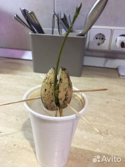 Авокадо растение