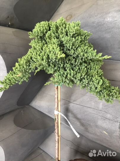 Можжевельник Нана